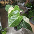 Monstera 'Thai Constellation' - 7cm pot